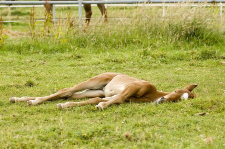 foal is sleepingの写真素材