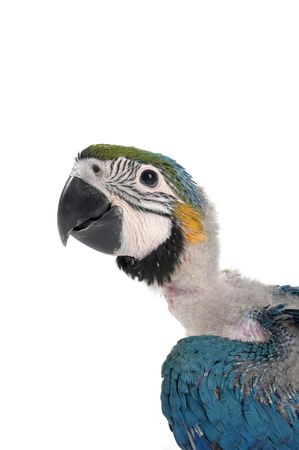 head of a  macawの写真素材