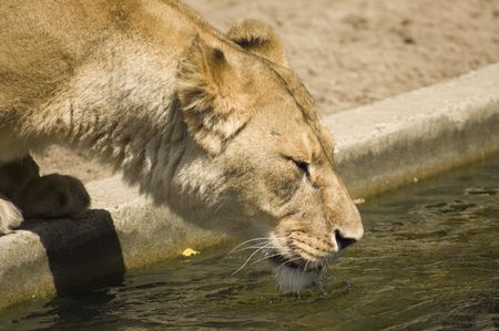 lion is drinking a lot of water because of the heatの写真素材