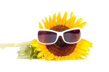 sunflower wearing sunglasses isolated on a white backgroundの写真素材