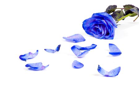 Lots of rose leafs with blue rose isolated on white backgroundの写真素材