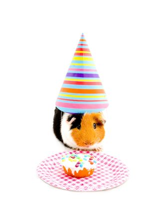 guinea pig wearing party hat is eating a birthday cake isolated on white の写真素材