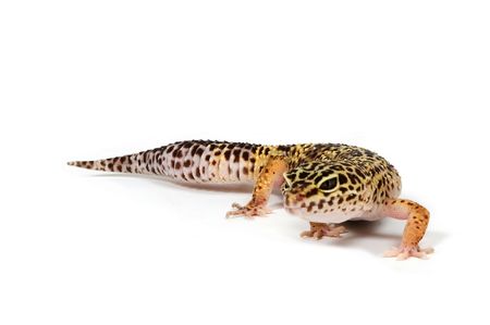 Gecko in front of a white background の写真素材