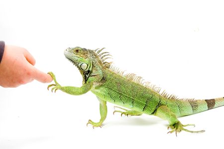 Iguana is shaking hands isolated on a white backgroundの写真素材
