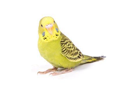 Green parrot isolated on a white background