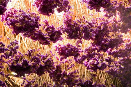 a lot of bunches of lavender hanging upside downの写真素材