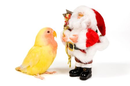 lovebird is looking at santa isolated on whiteの写真素材