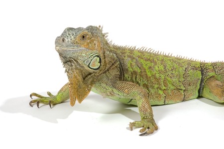 female  iguana with big beard isolated on a white backgroundの写真素材