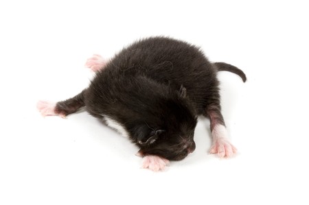 just new born black kitten from couple of hoursの写真素材