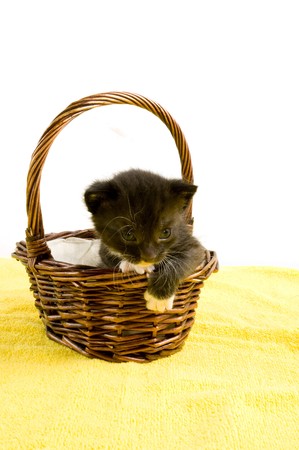 two weeks old  black kitten in a basketの写真素材