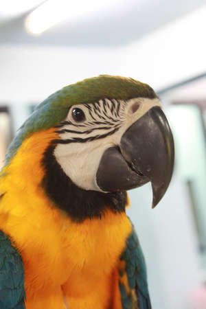 blue-gold macawの写真素材