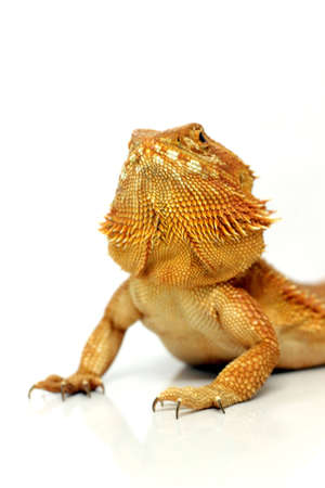 beard dragon on white backgroundの写真素材