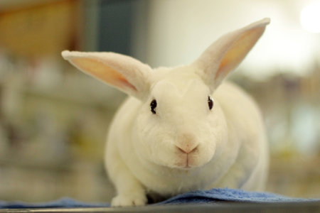 White minirex rabbitの写真素材