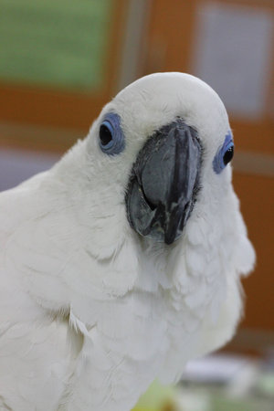 Blue eye cockatooの写真素材