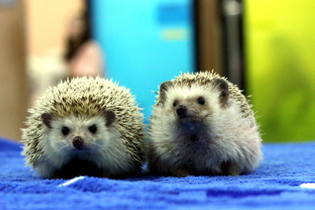 two hedgehog on blue groundの写真素材