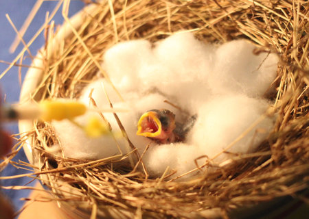 Baby bird hungry for foodの写真素材