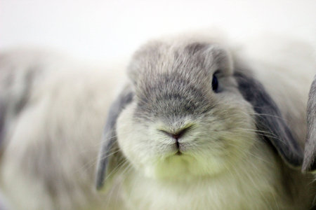 sable point rabbit faceの写真素材