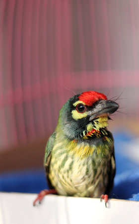 coppersmith barbet birdの写真素材