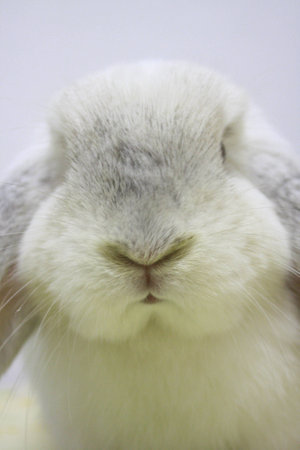 close-up white rabbit
