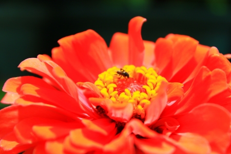 Flying insect in red flower close upの写真素材