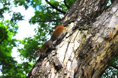 Brown squirrel on bark treeの写真素材