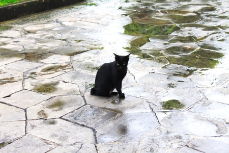 Black cat sits on wet floorの写真素材