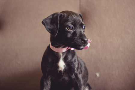 Cachorritaの写真素材
