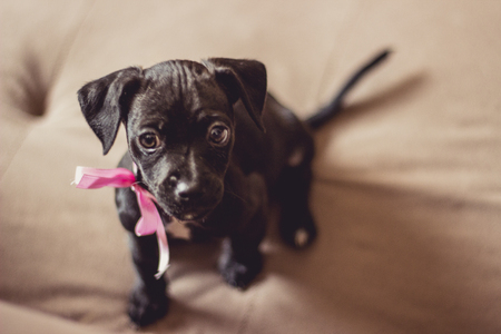 Cachorritaの写真素材