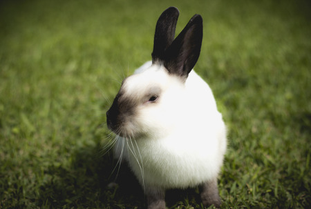 rabbitの写真素材