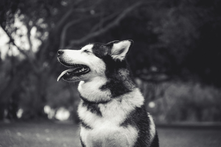 Happy dogの写真素材