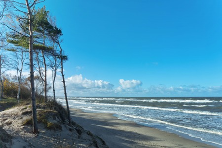 spruce forest on the shore of the seaの写真素材