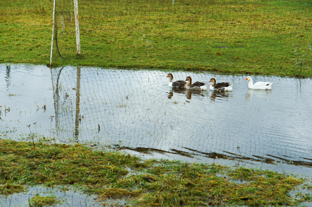ducks in the village on the football field in the fall in a puddle after the rainの写真素材