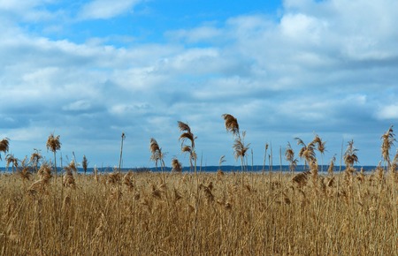 Yellow dry grass and blue sky spring summerの写真素材