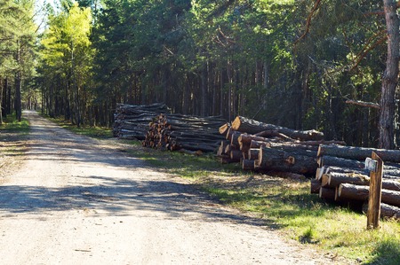 forest, fell trees, cutting, ecology, destroy, cut, deforestation, felling