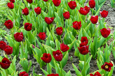 Botanical garden, the beautiful flowers in bloom and delight in the springの写真素材