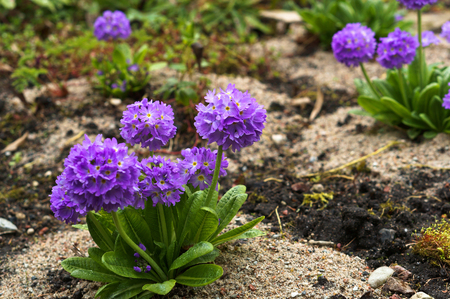 Botanical garden, the beautiful flowers in bloom and delight in the springの写真素材