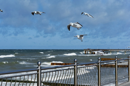 sea waves, seagulls over the seaの写真素材