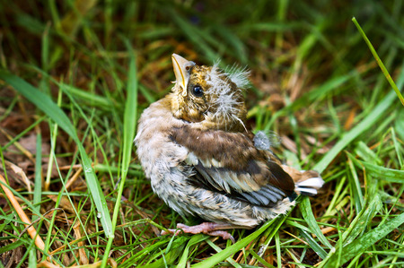 nestling thrush, chick fell out of the nestの写真素材