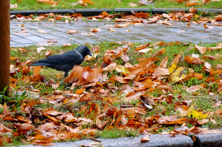 the bird is looking in the fallen leaves feed, black crow on a autumn yellow fallen leavesの写真素材