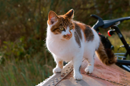 motley the cat, spotted kitty colorful homeの写真素材