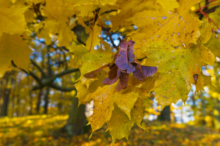 autumn in the Park, autumn forest, yellow and red leaves on trees in autumn