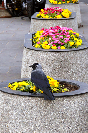 the black bird on the flower beds, Raven sits in the flower bedの写真素材
