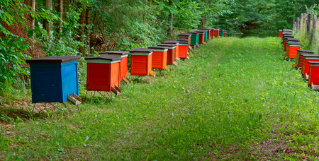 bee apiary in the forest, the houses of bees