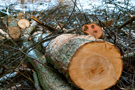 felled trees, deforestation, stumps of felled trees, felled tree trunkの写真素材