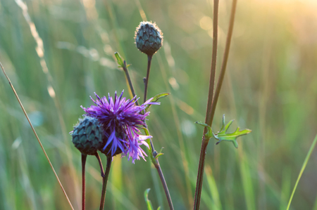Field Thistle flower, field flower in backlighting, reschovsky meadow wild flowerの写真素材