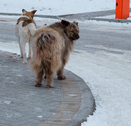 huge yard dogs, big stray dogs in the yard, furry mongrel dogの写真素材
