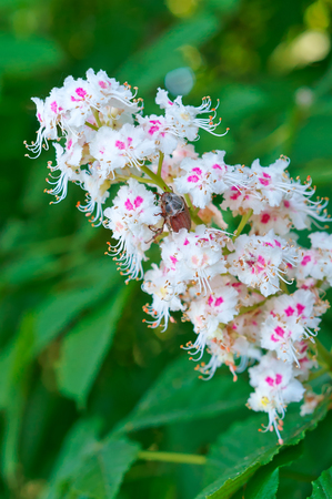branch of a flowering tree, blooming chestnut, the chestnut blooms in the springの写真素材