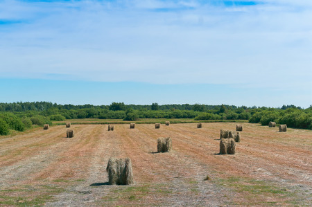 Bundles of hay rolls on the farmland, twisted hay in the field