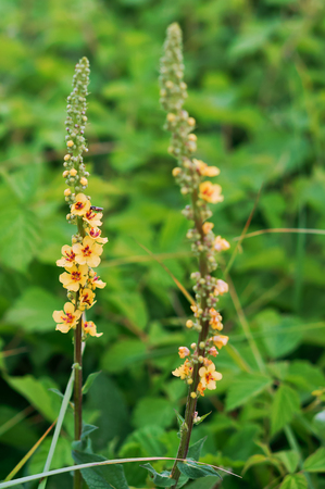 meadow flower melilot, field yellow elongated flower