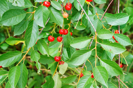 cherry tree with fruits, red ripe cherry berries on green branches